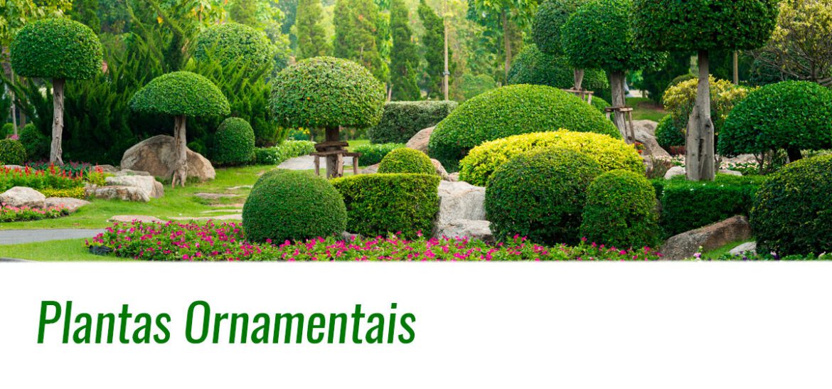 Capacitação na Produção de Plantas Ornamentais é oferecida pela Prefeitura de Aracruz aos funcionários