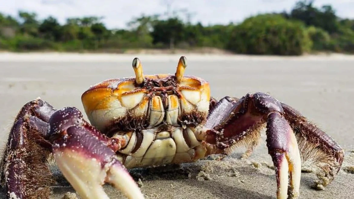 Iniciado o período de Defeso do caranguejo-uçá no ES