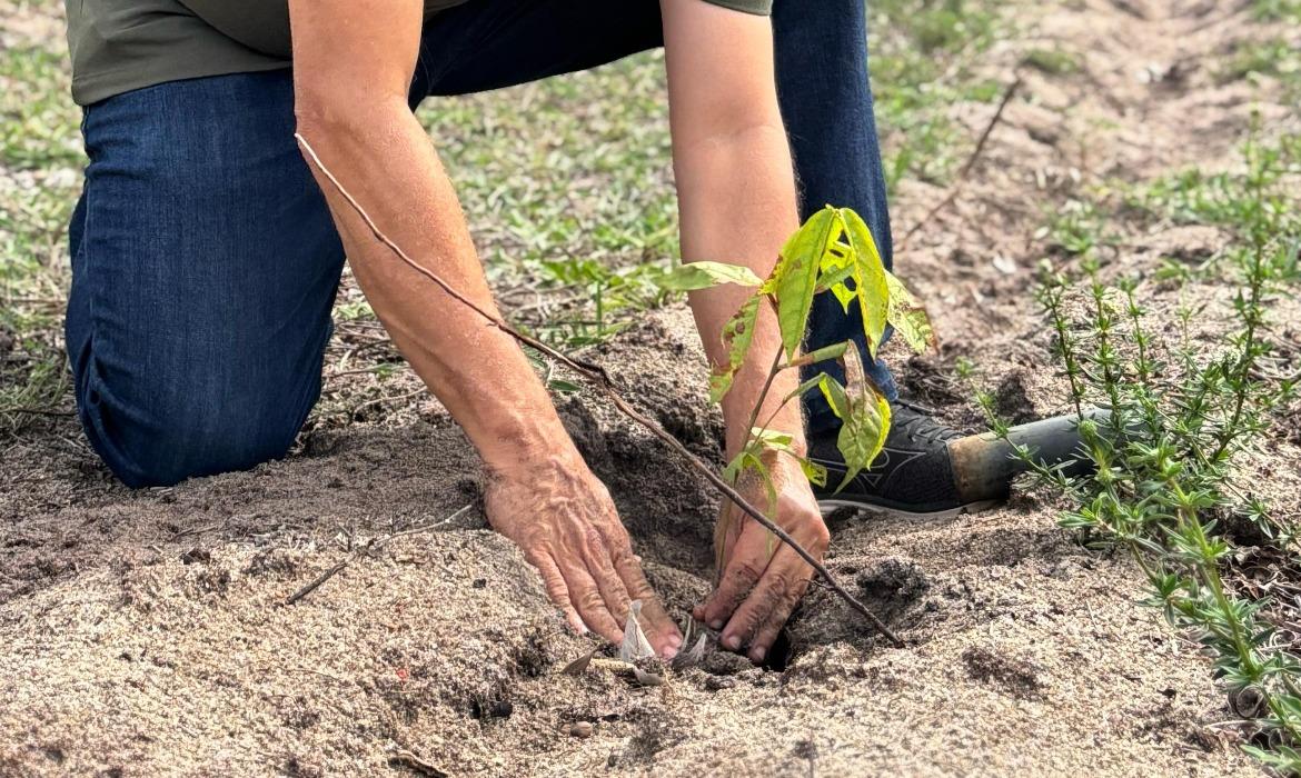 Em parceria com a WWF Aracruz investe em reflorestamento