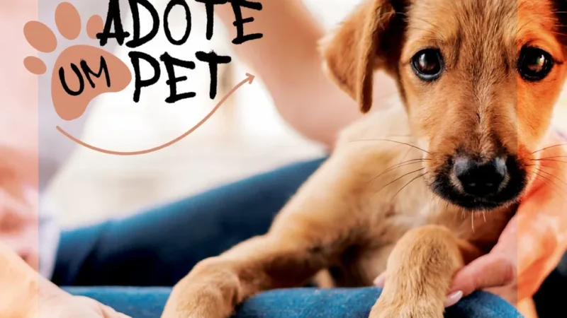 Adoção de animais: um ato de amor que transforma vidas