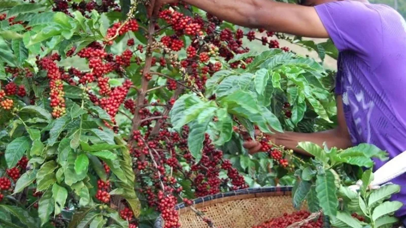Agropecuária capixaba atinge desempenho histórico em 2024