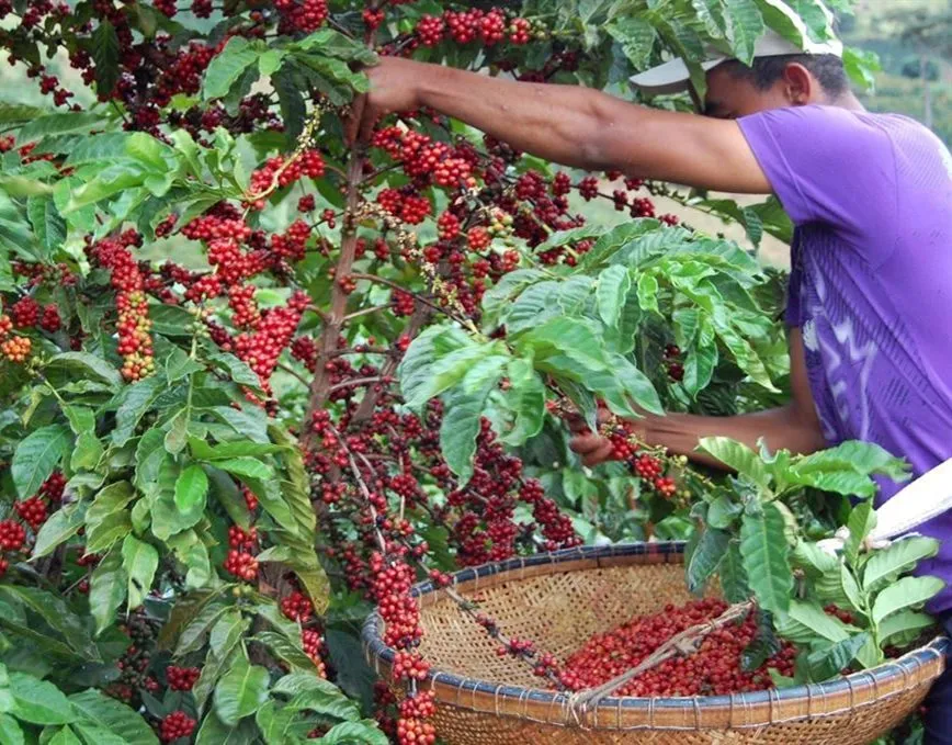 Agropecuária capixaba atinge desempenho histórico em 2024