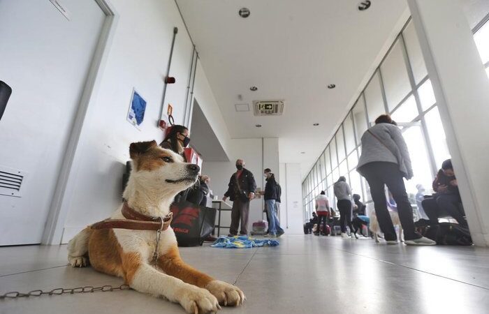 Tem novidade boa para quem ama os pets no Espírito Santo!
