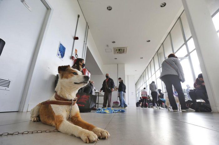 Tem novidade boa para quem ama os pets no Espírito Santo!