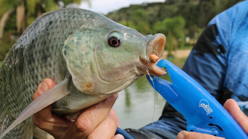 Classificação de “invasora” e importação do Vietnã geram tensão entre Piscicultura Nacional e JBS