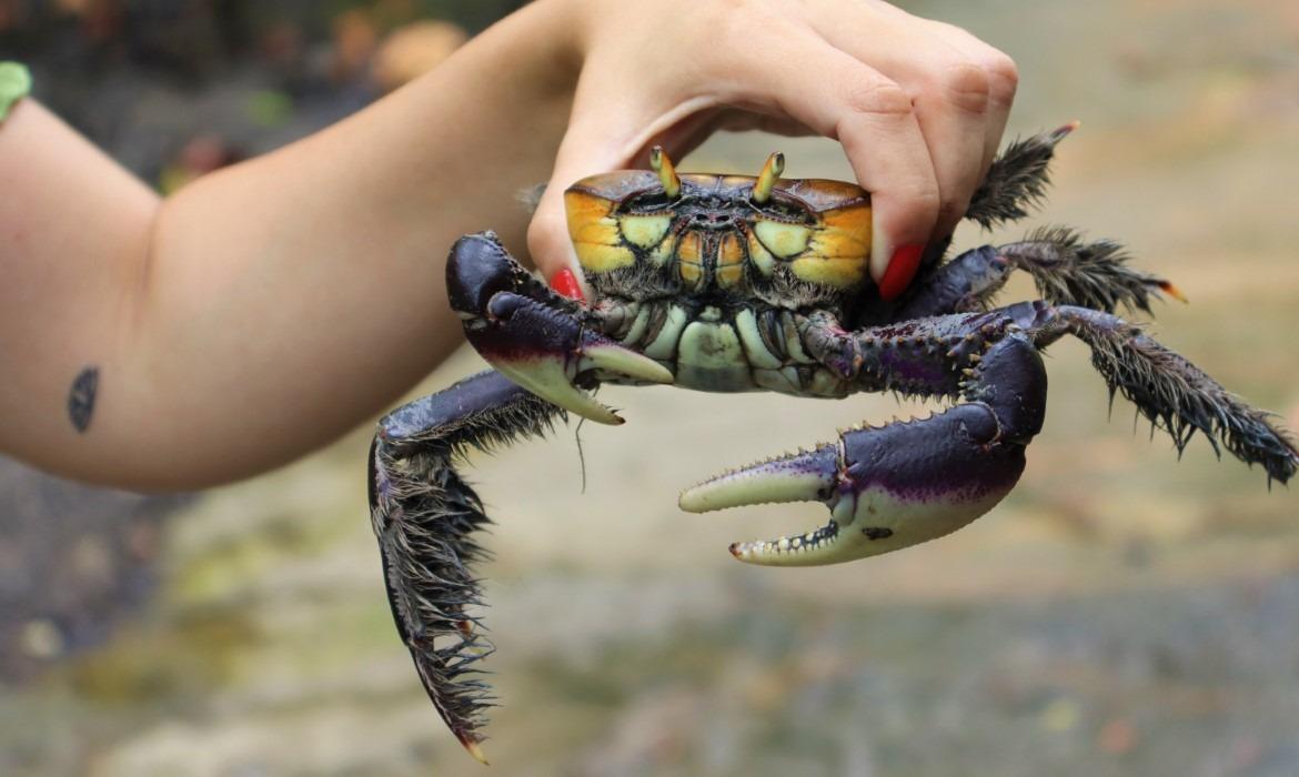 Meio Ambiente divulga calendário da “andada” do caranguejo-uçá para 2026