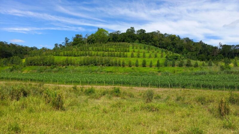 Espírito Santo investe R$ 11,8 milhões no campo e consolida o Programa Reflorestar como referência global