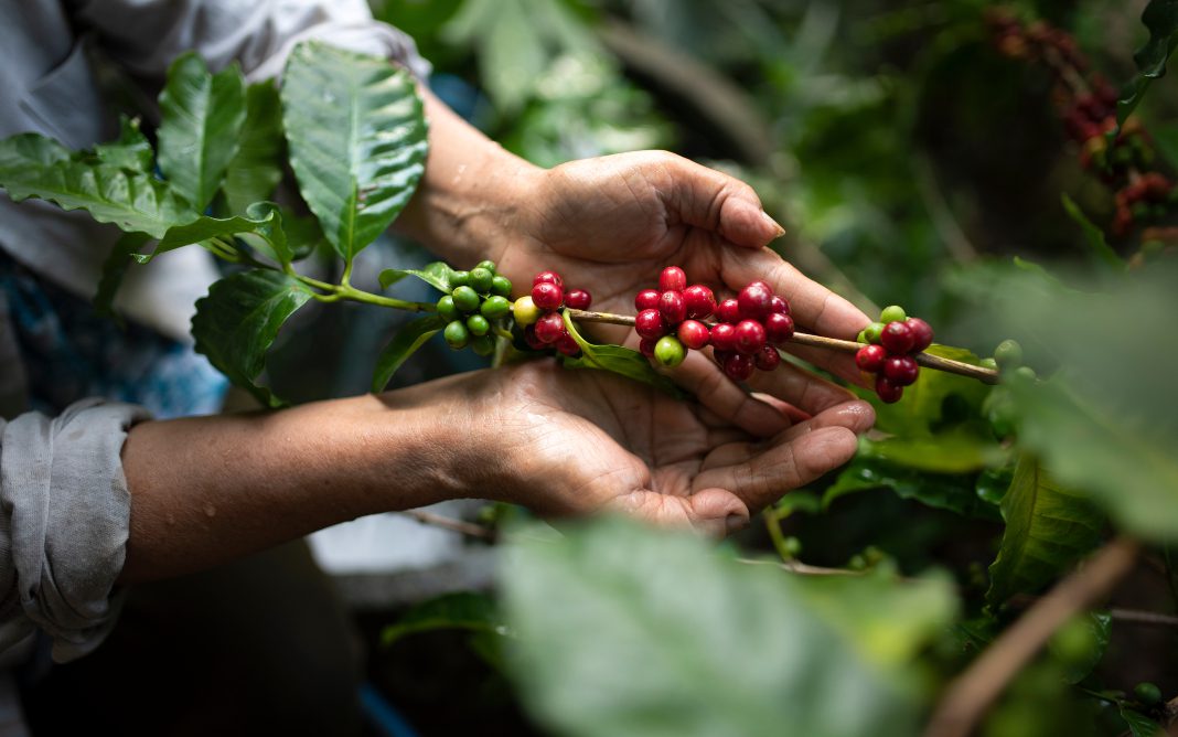 Espírito Santo consolida uma das fronteiras agrícolas mais caras do Brasil no novo Atlas do Incra