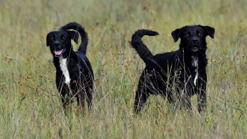Iema reforça proibição de cães e gatos em Parques Estaduais do Espírito Santo