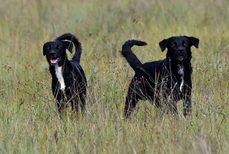 Iema reforça proibição de cães e gatos em Parques Estaduais do Espírito Santo