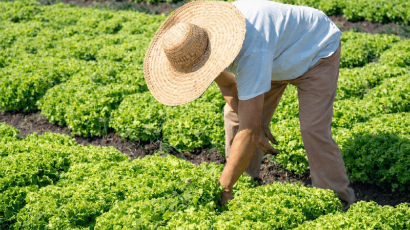 Incaper emite mais de 60% dos registros da agricultura familiar no Espírito Santo em 2025
