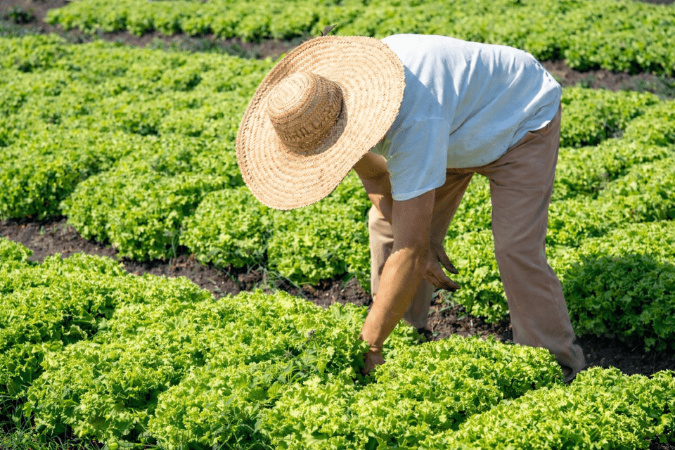 Incaper emite mais de 60% dos registros da agricultura familiar no Espírito Santo em 2025