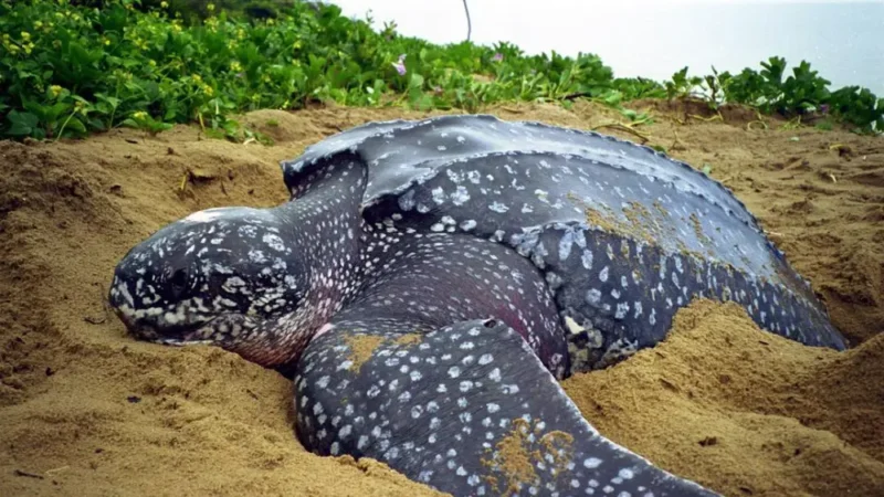 Ibama e Tamar monitoram tartarugas-de-couro em Aracruz