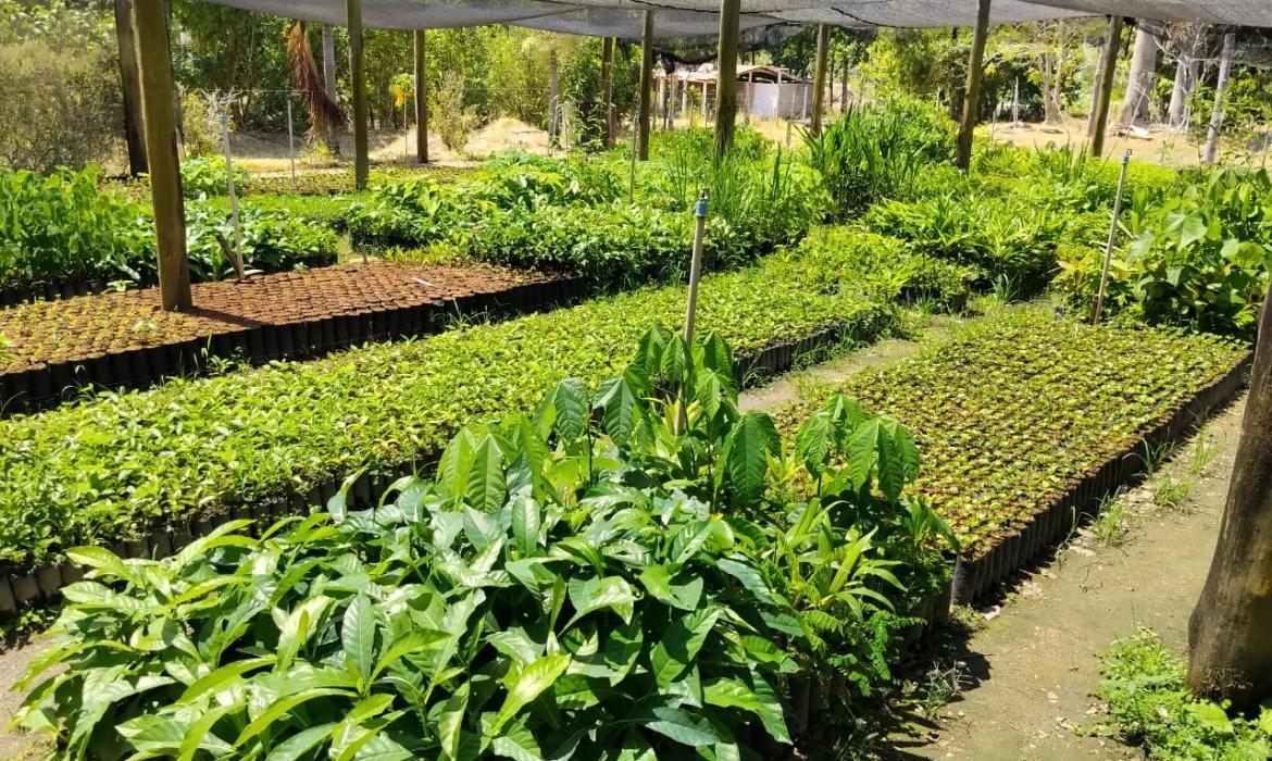 Mais de 50 mil mudas são produzidas pelo Viveiro Municipal em 2025