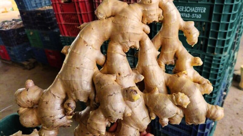 Exportações de gengibre capixaba crescem em volume e alcançam 50 países