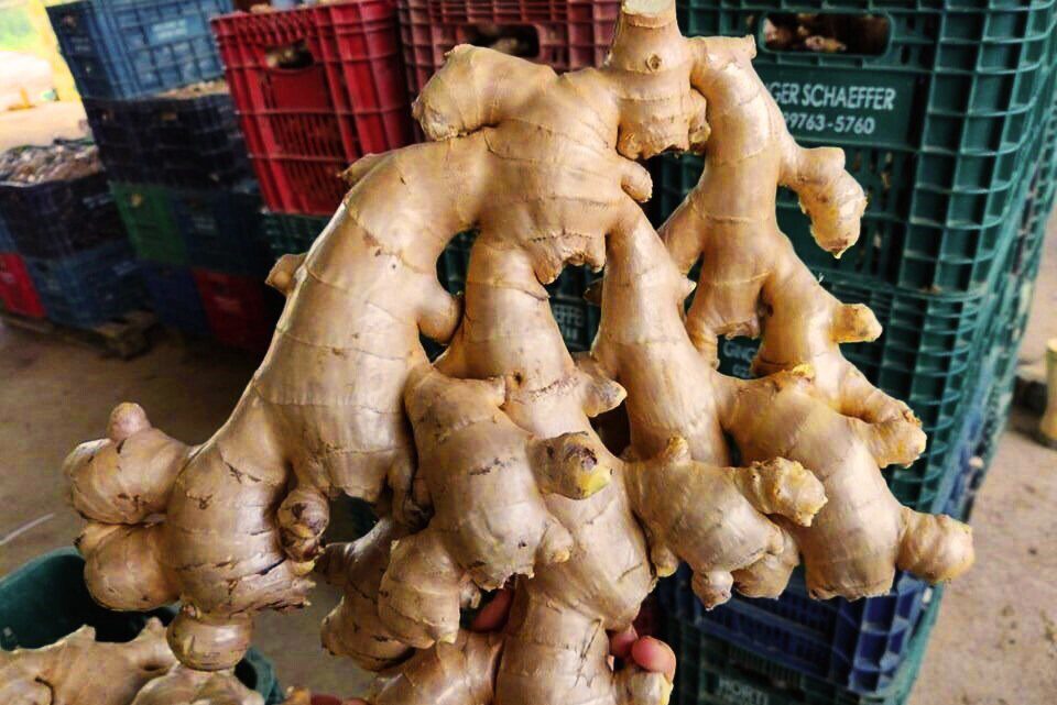 Exportações de gengibre capixaba crescem em volume e alcançam 50 países