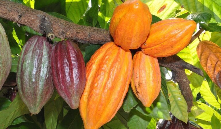 Espírito Santo consolida posição como 3º maior produtor do Brasil