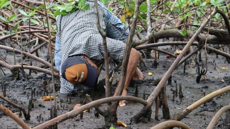 Projeto Vida no Mangue 2026 inicia período de inscrições no dia 19 de maio