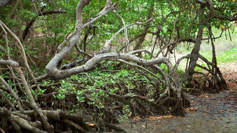 Participe do 2º Mutirão de Limpeza do Manguezal em uma ação em prol da preservação ambiental.