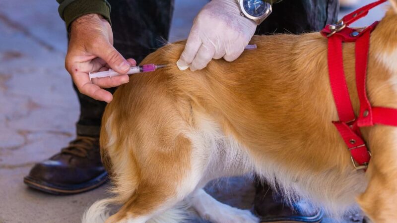 Campanha de vacinação em Aracruz atinge mais de 1.500 cães e gatos contra a raiva
