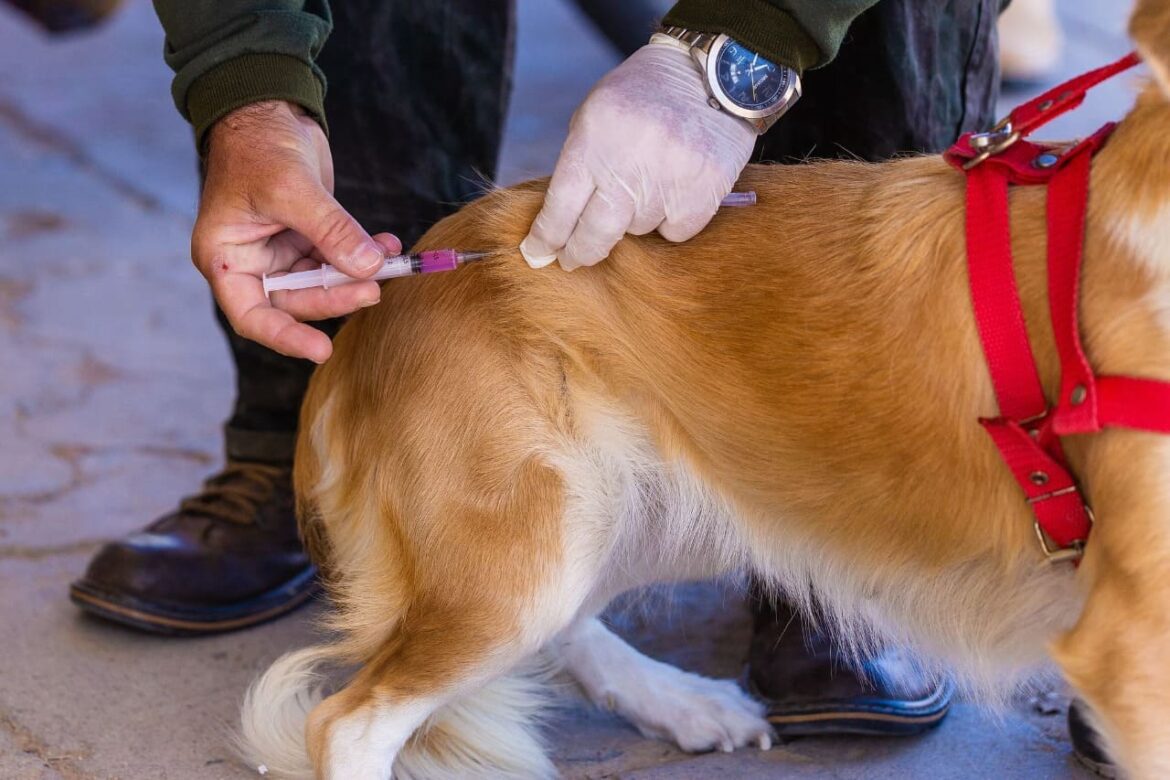 Campanha de vacinação em Aracruz atinge mais de 1.500 cães e gatos contra a raiva