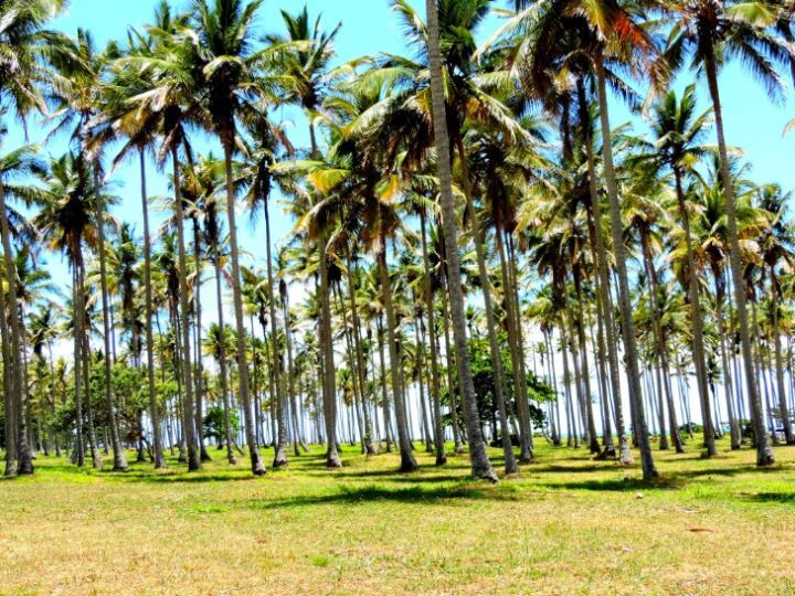 Praia de Coqueiral de Aracruz