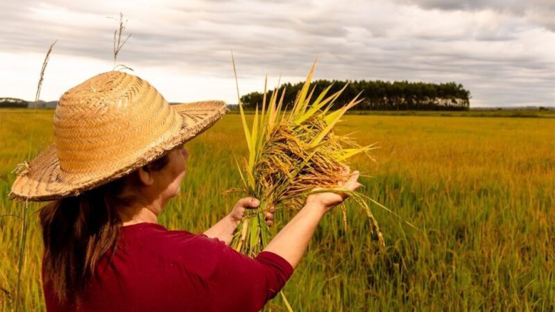 O Impacto Transformador do MST na Economia Agrícola Brasileira ao Longo de Quatro Décadas