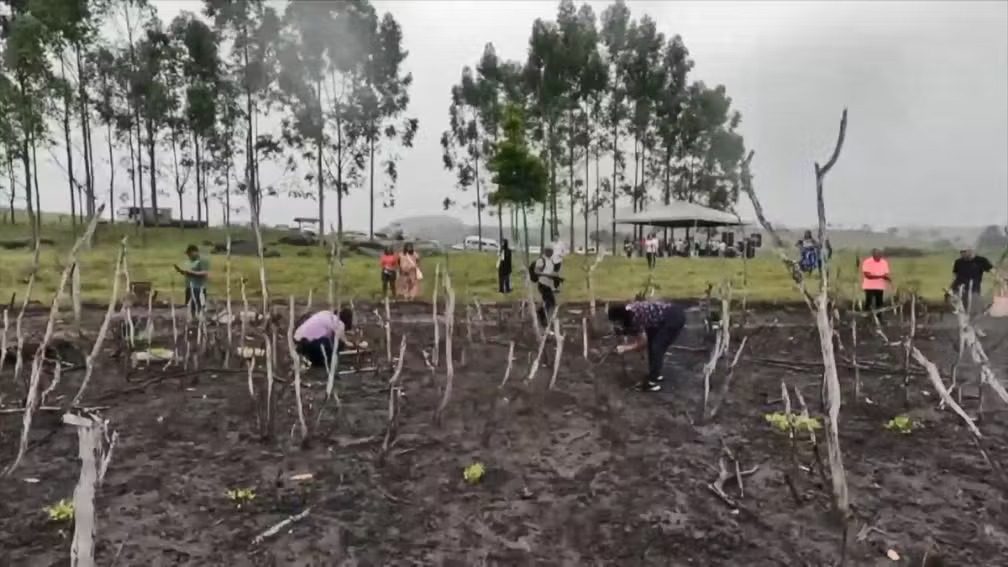 Manguezal em Aracruz, ES, começa a ser reflorestado após estudos sobre impacto das mudanças climáticas