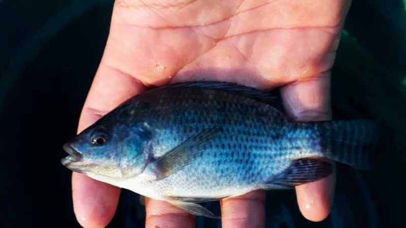 Comunidade pesqueira de Aracruz recebe nova unidade de aquaponia