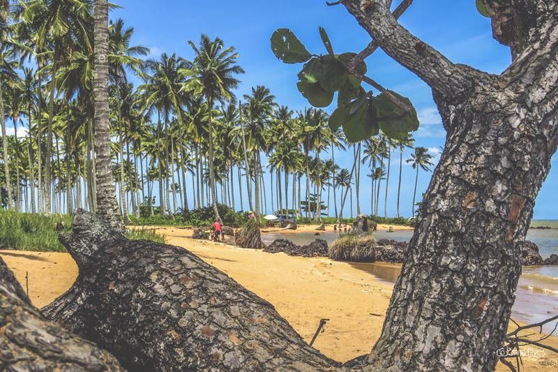 Vencemos! Coqueiral de Aracruz é Eleita a Praia Mais Bonita do Espírito Santo