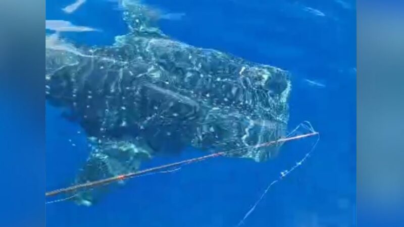 Tubarão-Baleia Aparece Em Aracruz e Deixa Pescadores em Estado de Choque!